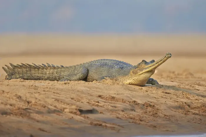 Framed Print : Gharial (Gavialis gangeticus), on river bank, Chambal river, Uttar Pradesh, India Framed Print : Gharial (Gavialis gangeticus), on river bank, Chambal river, Uttar Pradesh, India