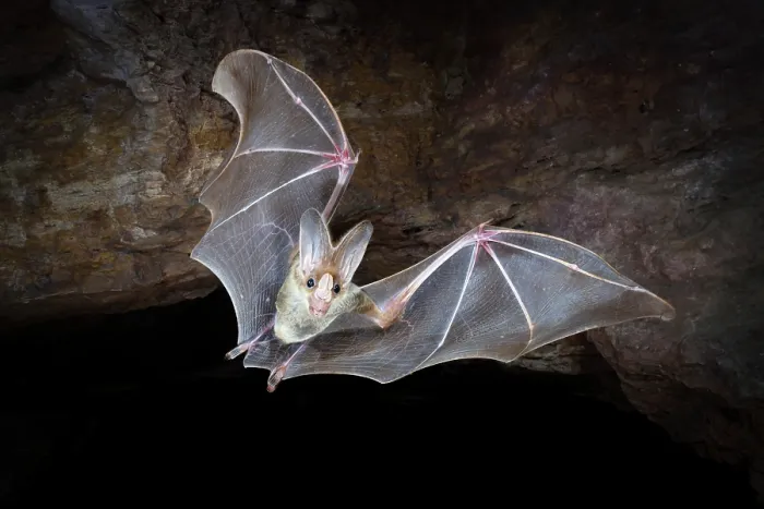 Framed Print : Ghost bat (Macroderma gigas) female, emerging from a natural cave roost, Adelaide River Hills, Northern Territory, Australia Framed Print : Ghost bat (Macroderma gigas) female, emerging from a natural cave roost, Adelaide River Hills, Northern Territory, Australia