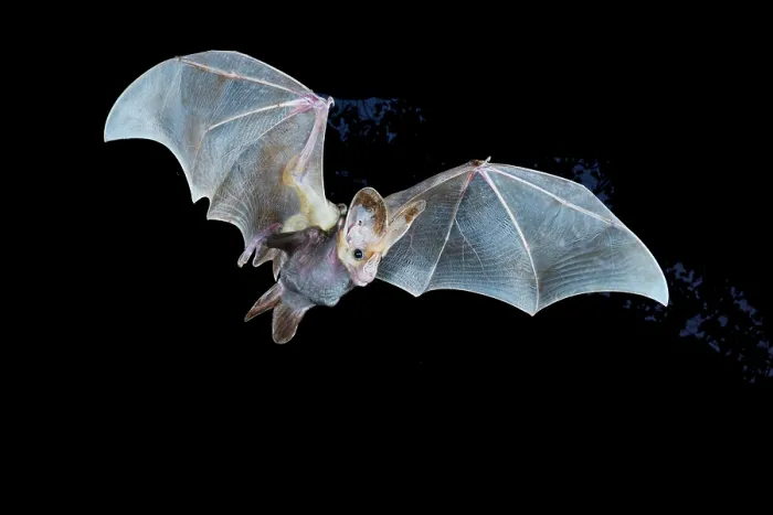 Framed Print : Ghost bat (Macroderma gigas) female in flight carrying juvenile, Adelaide River Hills, Northern Territory, Australia. November. Camera trap image