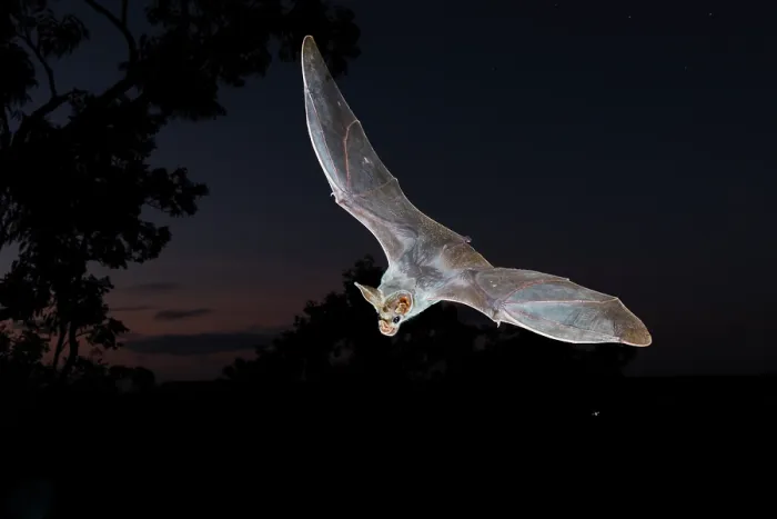 Framed Print : Ghost bat (Macroderma gigas) in flight along the edge of a high escarpment shortly before sunrise, Adelaide River Hills, Northern Territory, Australia Framed Print : Ghost bat (Macroderma gigas) in flight along the edge of a high escarpment shortly before sunrise, Adelaide River Hills, Northern Territory, Australia