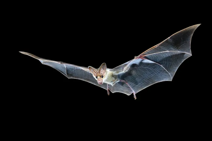 Framed Print : Ghost bat (Macroderma gigas) in flight at night, Adelaide River Hills, Northern Territory, Australia Framed Print : Ghost bat (Macroderma gigas) in flight at night, Adelaide River Hills, Northern Territory, Australia