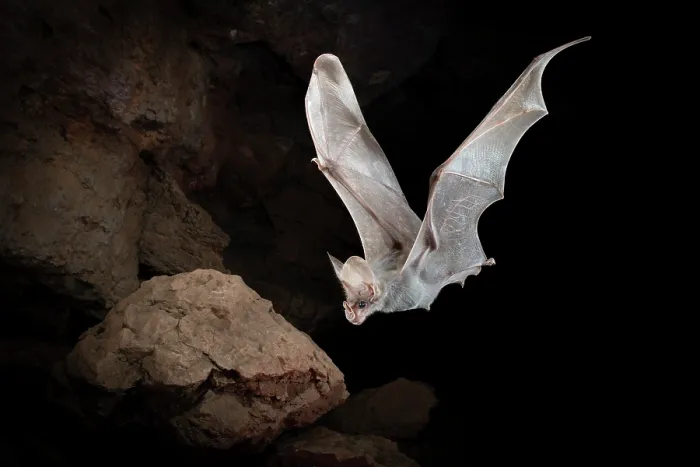 Framed Print : Ghost bat (Macroderma gigas) juvenile entering a natural cave roost, Adelaide River Hills, Northern Territory, Australia Framed Print : Ghost bat (Macroderma gigas) juvenile entering a natural cave roost, Adelaide River Hills, Northern Territory, Australia