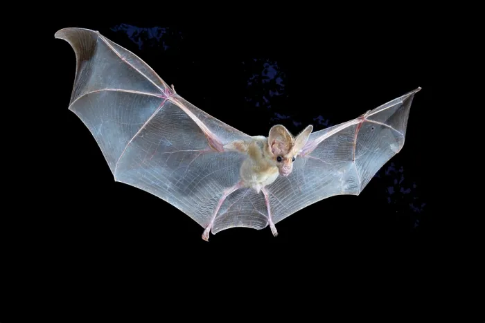 Framed Print : Ghost bat (Macroderma gigas) male in flight at night, Adelaide River Hills, Northern Territory, Australia