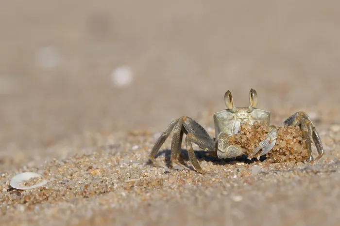 Framed Print : Ghost crab (Ocypode sp.) digging up sand, Ankify, Madagascar Framed Print : Ghost crab (Ocypode sp.) digging up sand, Ankify, Madagascar