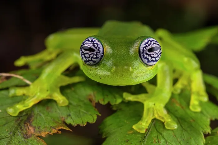 Framed Print : Ghost glass frog (Sachatamia ilex) sitting on leaf and looking forward, Centro Manu, Costa Rica Framed Print : Ghost glass frog (Sachatamia ilex) sitting on leaf and looking forward, Centro Manu, Costa Rica
