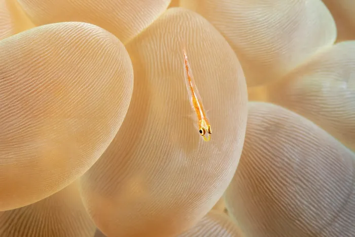 Framed Print : Ghost goby (Pleurosicya mossambica) on Bubble coral (Physogyra lichtensteini), Philippines, Pacific Ocean Framed Print : Ghost goby (Pleurosicya mossambica) on Bubble coral (Physogyra lichtensteini), Philippines, Pacific Ocean