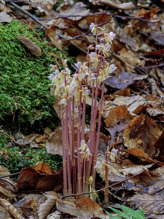 Framed Print : Ghost orchid (Epipogium aphyllum) in flower in woodland alongside a stream, Abetone, Emilia-Romagna, Italy. July Framed Print : Ghost orchid (Epipogium aphyllum) in flower in woodland alongside a stream, Abetone, Emilia-Romagna, Italy. July