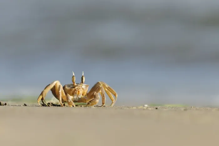 Framed Print : Ghost / Sand crab (Ocypode cursor) on beach, Dalyan Delta, Turkey, August 2009 Framed Print : Ghost / Sand crab (Ocypode cursor) on beach, Dalyan Delta, Turkey, August 2009