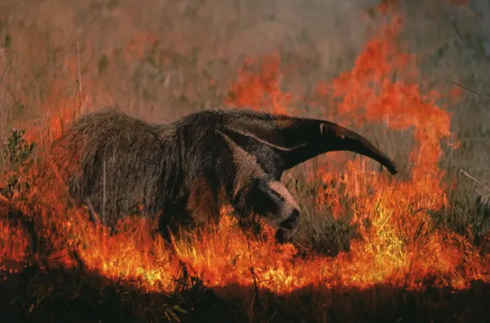 Framed Print : Giant anteater in grassland fire {Myremecophaga tridactyla} Emas NP, Brazil Framed Print : Giant anteater in grassland fire {Myremecophaga tridactyla} Emas NP, Brazil