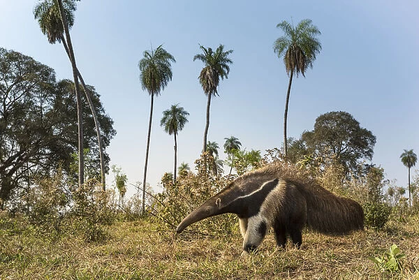 Giant anteater (Myrmecophaga tridactyla) foraging in palm savannah grasslands. Southern Pantanal