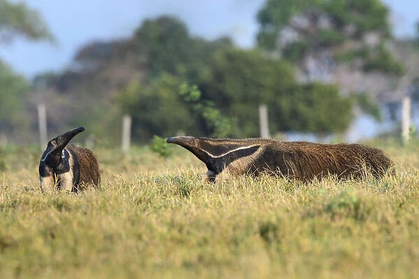 Giant Anteater (Myrmecophaga tridactyla), two sniffing air in savanna. Caiman Ecological Refuge