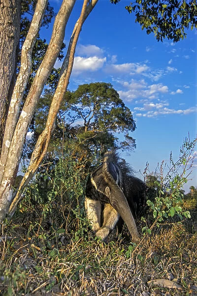 Giant anteater (Myrmecophaga tridactyla) foraging for ant and termite nests across savannah grassland, Caiman Ecological Refuge, Pantanal, Brazil