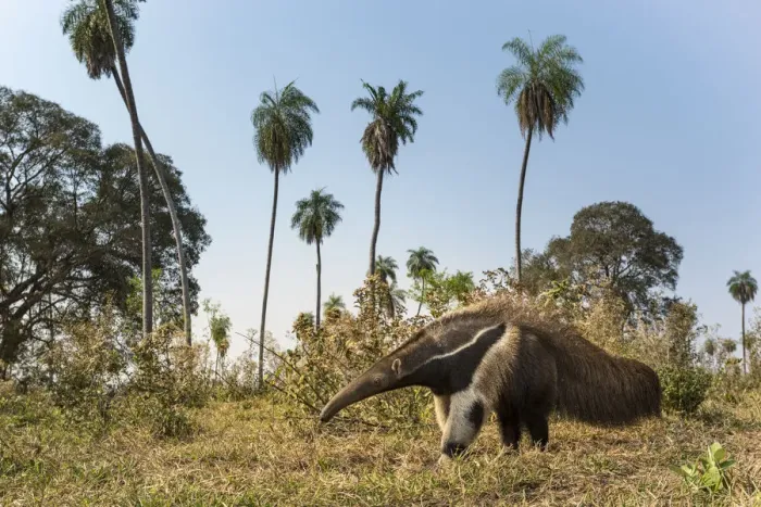 Framed Print : Giant anteater (Myrmecophaga tridactyla) foraging in palm savannah grasslands. Southern Pantanal Framed Print : Giant anteater (Myrmecophaga tridactyla) foraging in palm savannah grasslands. Southern Pantanal