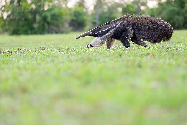 Giant anteater (Myrmecophaga tridactyla) walking, Pantanal, Mato Grosso do Sul, Brazil