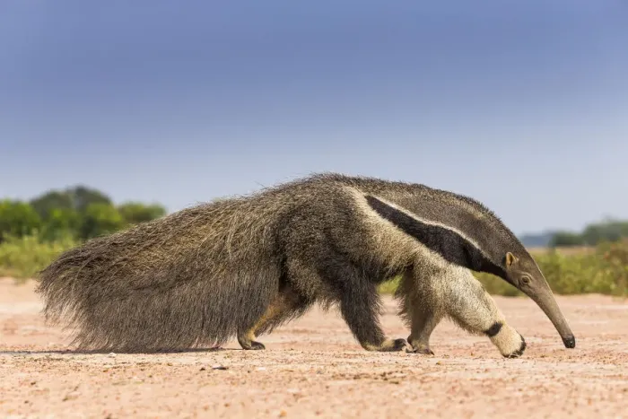 Framed Print : Giant anteater (Myrmecophaga tridactyla) walking in habitat, Hato El Cedral. Llanos Framed Print : Giant anteater (Myrmecophaga tridactyla) walking in habitat, Hato El Cedral. Llanos