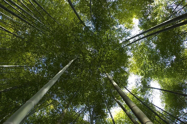 Giant bamboo (Cathariostachys) view up into canopy from the forest floor, Kyoto