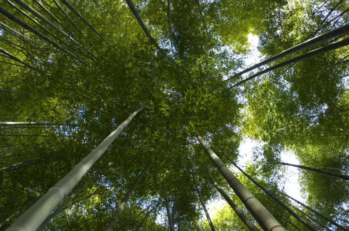 Framed Print : Giant bamboo (Cathariostachys) view up into canopy from the forest floor, Kyoto