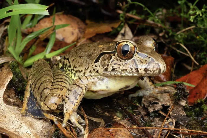 Framed Print : Giant barred frog (Mixophyes iteratus) resting in wet streamside vegetation, Gosford, New South Wales, Australia. Endangered Framed Print : Giant barred frog (Mixophyes iteratus) resting in wet streamside vegetation, Gosford, New South Wales, Australia. Endangered