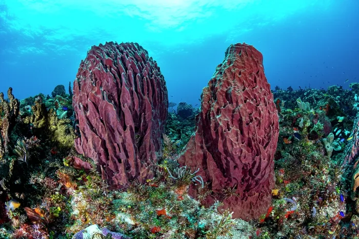 Framed Print : Giant barrel sponge (Xestospongia muta) on a coral reef, off Cancun, Quintana Roo, Yucatan Peninsula, Mexico, Caribbean Sea