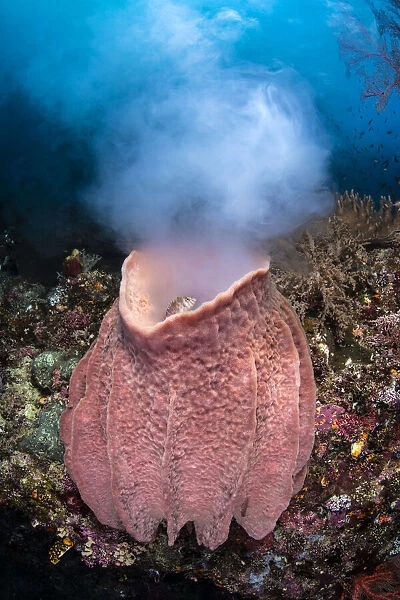 Giant barrel sponge (Xestospongia testudinaria) releases a large cloud of gametes as it