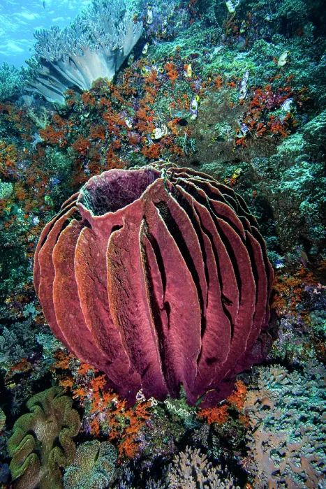 Framed Print : Giant barrel sponge (Xestospongia testudinaria) darker in colour than most Framed Print : Giant barrel sponge (Xestospongia testudinaria) darker in colour than most