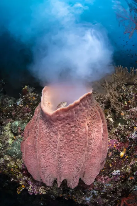 Framed Print : Giant barrel sponge (Xestospongia testudinaria) releases a large cloud of gametes as it Framed Print : Giant barrel sponge (Xestospongia testudinaria) releases a large cloud of gametes as it