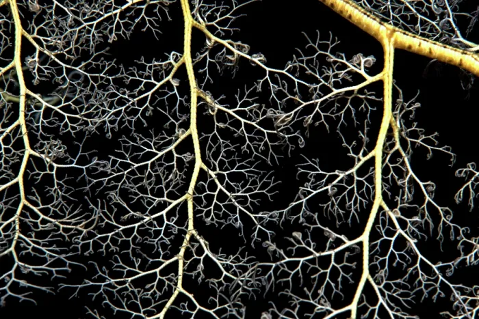 Framed Print : Giant basket star (Astroboa nuda) close up, Ras Muhammad National Park, Sinai Peninsula, Red Sea, Egypt Framed Print : Giant basket star (Astroboa nuda) close up, Ras Muhammad National Park, Sinai Peninsula, Red Sea, Egypt