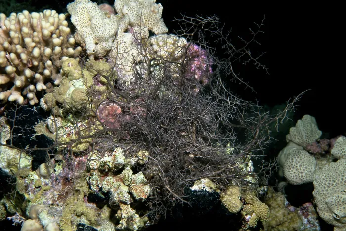 Framed Print : Giant basket star (Astroboa nuda) on a reef at night, Ras Muhammad National Park, Sinai Peninsula, Red Sea, Egypt Framed Print : Giant basket star (Astroboa nuda) on a reef at night, Ras Muhammad National Park, Sinai Peninsula, Red Sea, Egypt