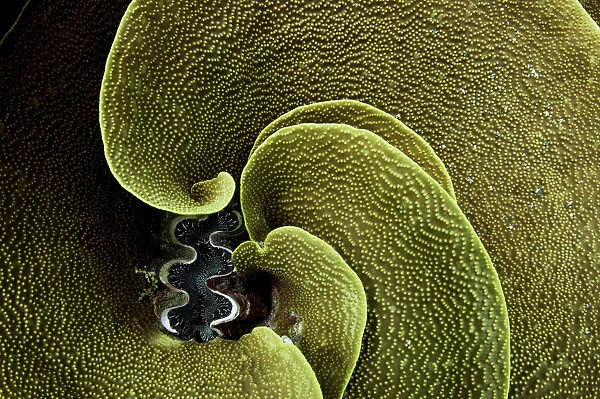 A Giant clam (Tridacna gigas) surrounded by Lettuce coral (Turbinaria reniformis), Kosrae