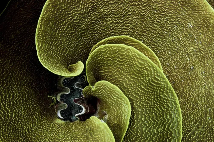 Framed Print : A Giant clam (Tridacna gigas) surrounded by Lettuce coral (Turbinaria reniformis), Kosrae