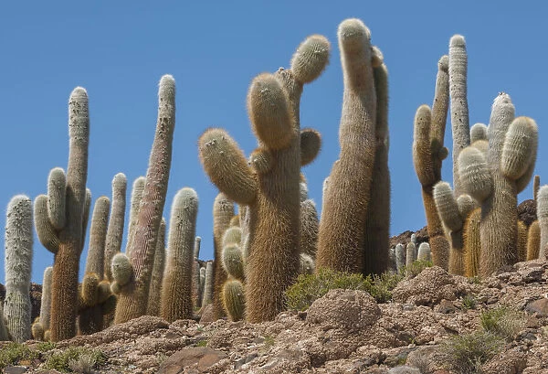 Giant Cordon cacti (Echinopsis atacamensis) on Incahuasi Island in Salar de Uyuni salt