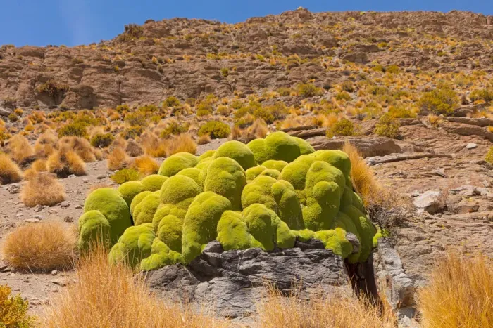 Framed Print : Giant cushion plant (Azorella compacta). Bolivia Framed Print : Giant cushion plant (Azorella compacta). Bolivia