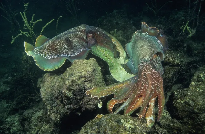 Framed Print : Two Giant cuttlefish (Sepia apama) males, battling for territory and the opportunity to mate with females Framed Print : Two Giant cuttlefish (Sepia apama) males, battling for territory and the opportunity to mate with females