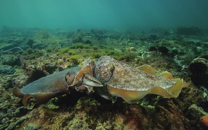 Framed Print : Giant cuttlefish (Sepia apama) pair mating Framed Print : Giant cuttlefish (Sepia apama) pair mating