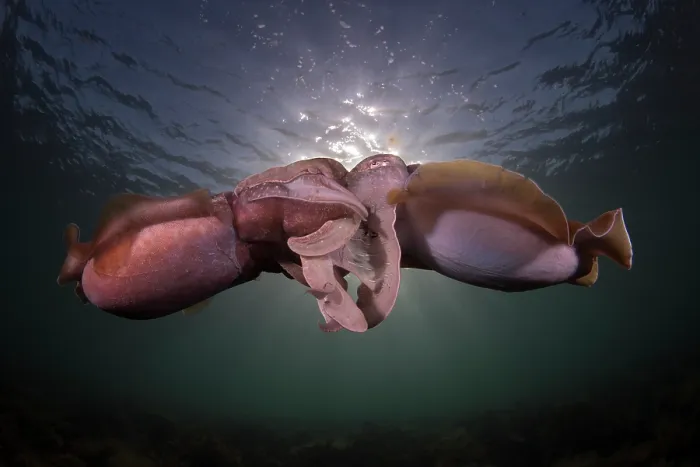 Framed Print : Giant cuttlefish (Sepia apama) pair mating, Point Lowly, South Australia, Pacific Ocean Framed Print : Giant cuttlefish (Sepia apama) pair mating, Point Lowly, South Australia, Pacific Ocean