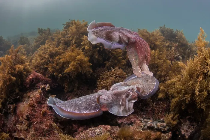 Framed Print : Giant cuttlefish (Sepia apama) pair mating Framed Print : Giant cuttlefish (Sepia apama) pair mating