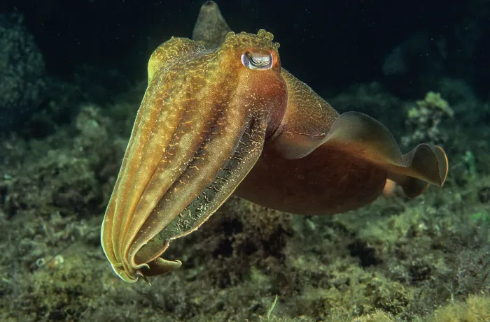 Framed Print : Giant cuttlefish (Sepia apama) portrait, Edithburgh, South Australia, Pacific Ocean Framed Print : Giant cuttlefish (Sepia apama) portrait, Edithburgh, South Australia, Pacific Ocean