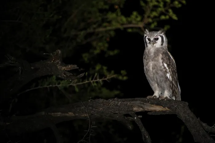 Framed Print : Giant eagle owl (Bubo lacteus) perched on branch at night, Marakele Private Reserve, Waterberg Biosphere Reserve, Limpopo Province, South Africa Framed Print : Giant eagle owl (Bubo lacteus) perched on branch at night, Marakele Private Reserve, Waterberg Biosphere Reserve, Limpopo Province, South Africa