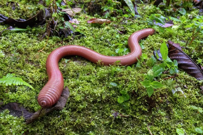 Framed Print : Giant earthworm (possibly Martiodrilus crassus) over 75 centimetres in length, portrait, Cloud forest near Mindo, upper Pacific slope, Ecuador Framed Print : Giant earthworm (possibly Martiodrilus crassus) over 75 centimetres in length, portrait, Cloud forest near Mindo, upper Pacific slope, Ecuador