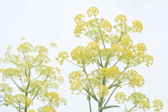 Framed Print : Giant fennel (Ferula communis) flowering umbels. Cyprus. April Framed Print : Giant fennel (Ferula communis) flowering umbels. Cyprus. April
