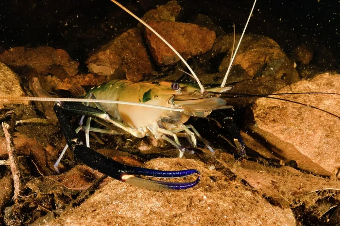 Framed Print : Giant freshwater prawn / Cherabin (Macrobrachium spinipes) resting on creek bed, Adelaide River Hills, Northern Territory, Australia Framed Print : Giant freshwater prawn / Cherabin (Macrobrachium spinipes) resting on creek bed, Adelaide River Hills, Northern Territory, Australia