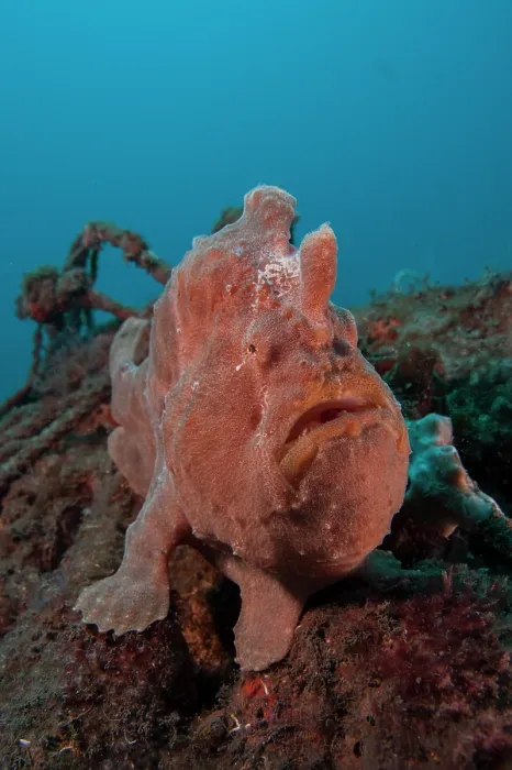 Framed Print : Giant frogfish (Antennarius commerson) portrait, Bali, Pacific Ocean Framed Print : Giant frogfish (Antennarius commerson) portrait, Bali, Pacific Ocean