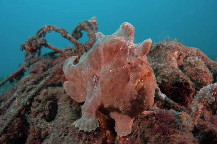 Framed Print : Giant frogfish (Antennarius commerson) portrait, Bali, Pacific Ocean