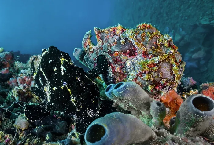 Framed Print : Giant frogfish (Antennarius commersoni) mated pair, female right, resting on seabed, Ambon, Indonesia; Pacific Ocean Framed Print : Giant frogfish (Antennarius commersoni) mated pair, female right, resting on seabed, Ambon, Indonesia; Pacific Ocean