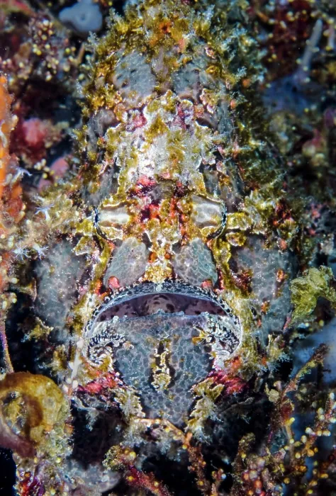 Framed Print : Giant frogfish (Antennarius commersoni) portrait, Ambon, Indonesia, Pacific Ocean Framed Print : Giant frogfish (Antennarius commersoni) portrait, Ambon, Indonesia, Pacific Ocean