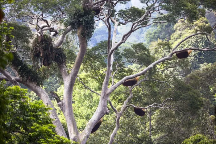 Framed Print : Giant honey bee nest (Apis dorsata) up in a giant Mengaris tree (Koompassia excelsa) Framed Print : Giant honey bee nest (Apis dorsata) up in a giant Mengaris tree (Koompassia excelsa)