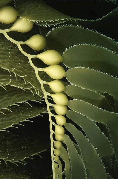 Giant Kelp (Macrocystis pyrifera) close up with detail of floats. Catalina Island