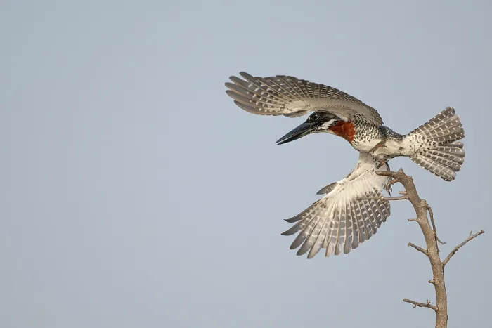 Framed Print : Giant kingfisher (Megaceryle maxima) male, taking flight from perch, Allahein river, The Gambia