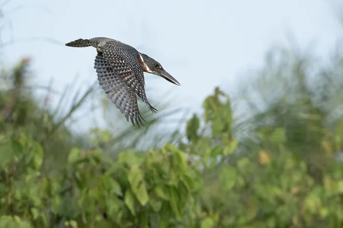 Framed Print : Giant kingfisher (Megaceryle maxima) male, in flight, Allahein river, The Gambia Framed Print : Giant kingfisher (Megaceryle maxima) male, in flight, Allahein river, The Gambia
