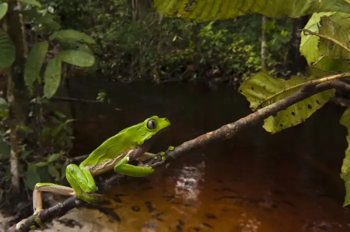 Framed Print : Giant leaf frog (Phyllomedusa bicolor) climbing along branch in rainforest, Iwokrama Reserve Framed Print : Giant leaf frog (Phyllomedusa bicolor) climbing along branch in rainforest, Iwokrama Reserve